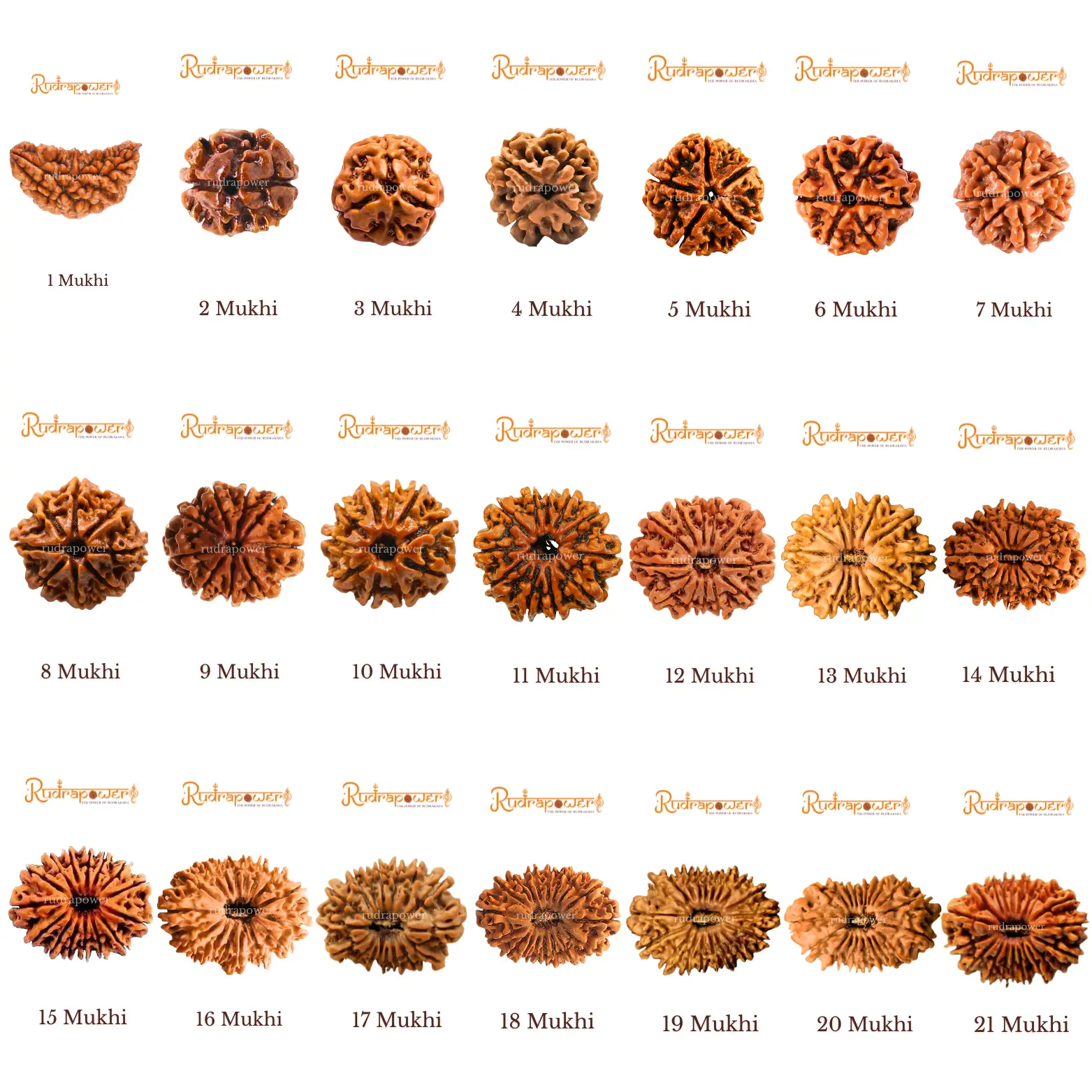 Rudraksha