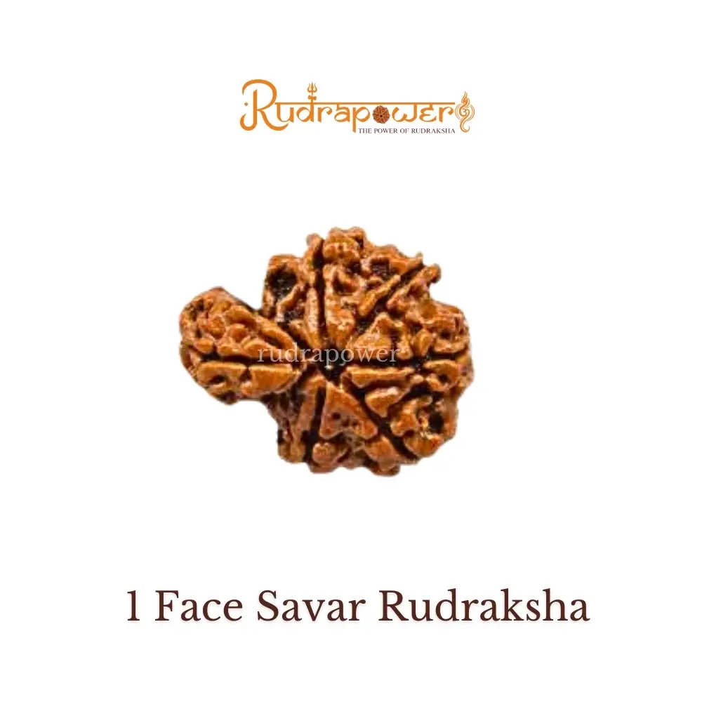 1 Face Savar Rudraksha