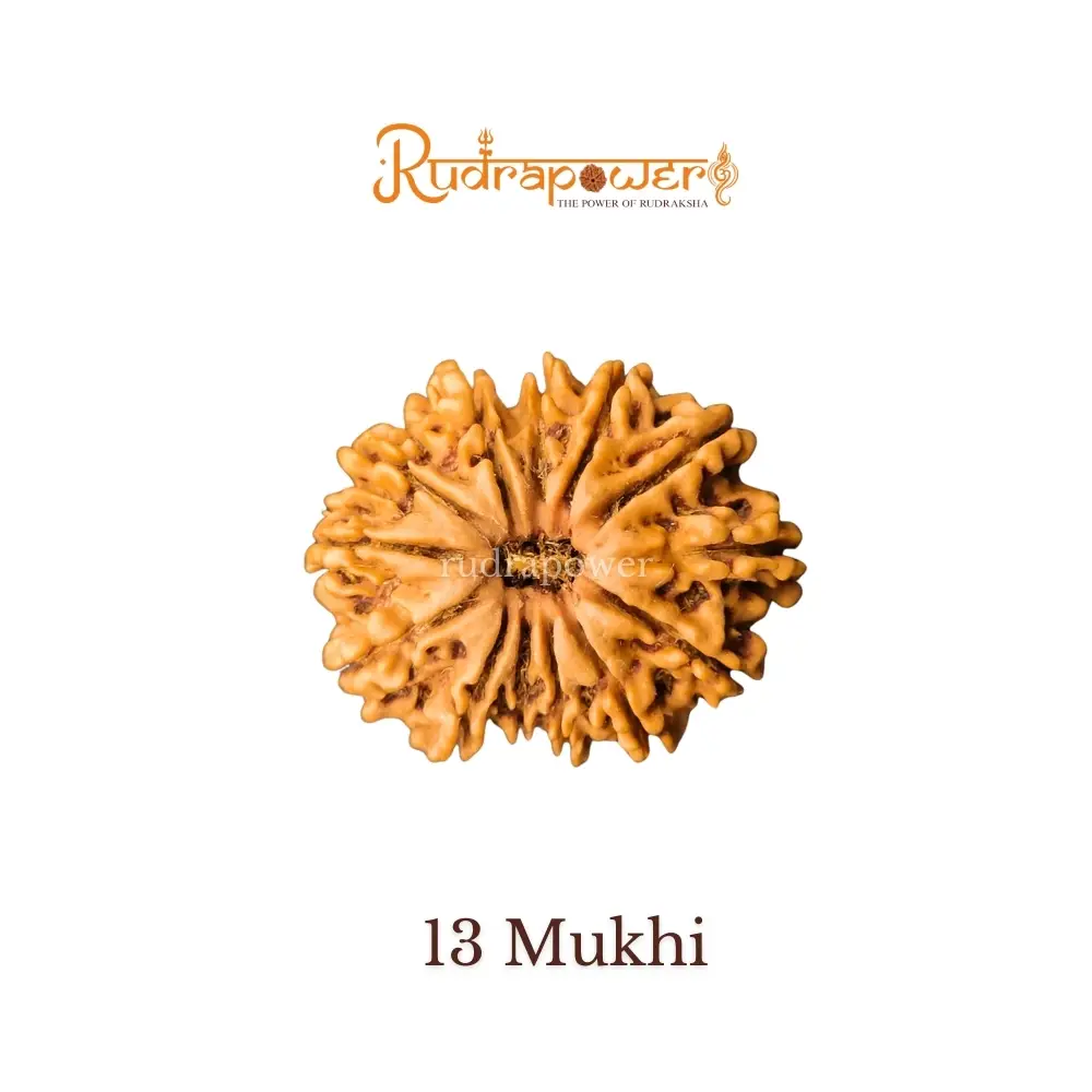 13 Mukhi Rudraksha