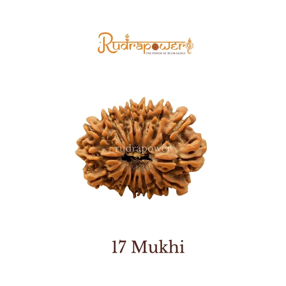 17 Mukhi Rudraksha