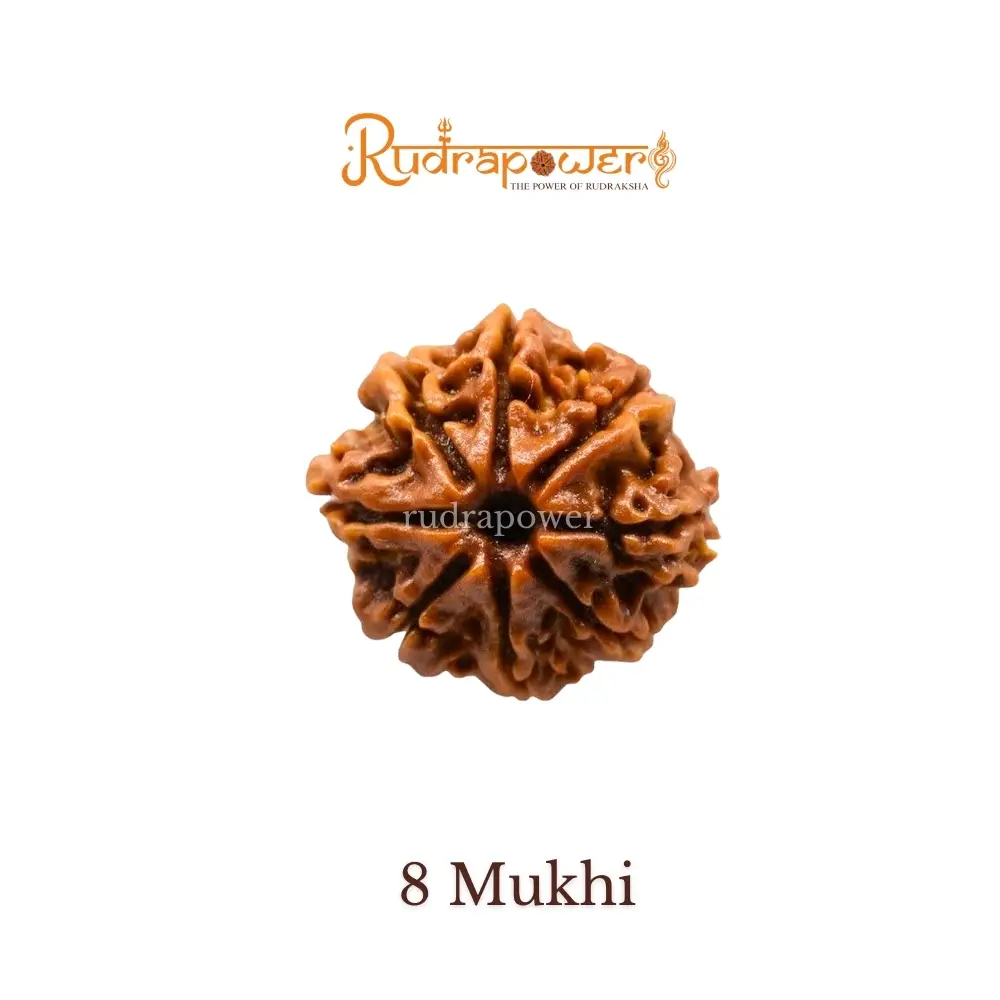 8 Mukhi Rudraksha