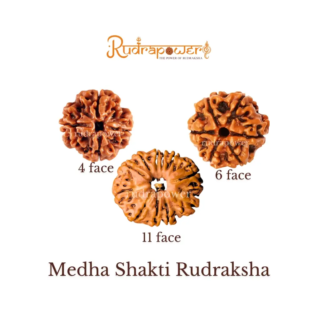 Medha Shakti Rudraksha