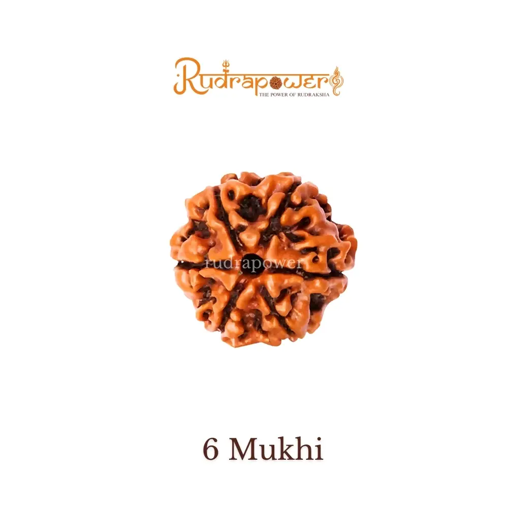 6 Mukhi Rudraksha