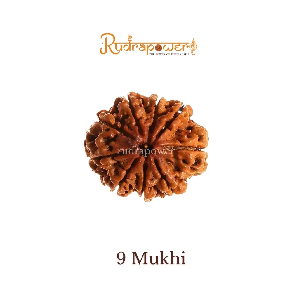 9 Mukhi Rudraksha
