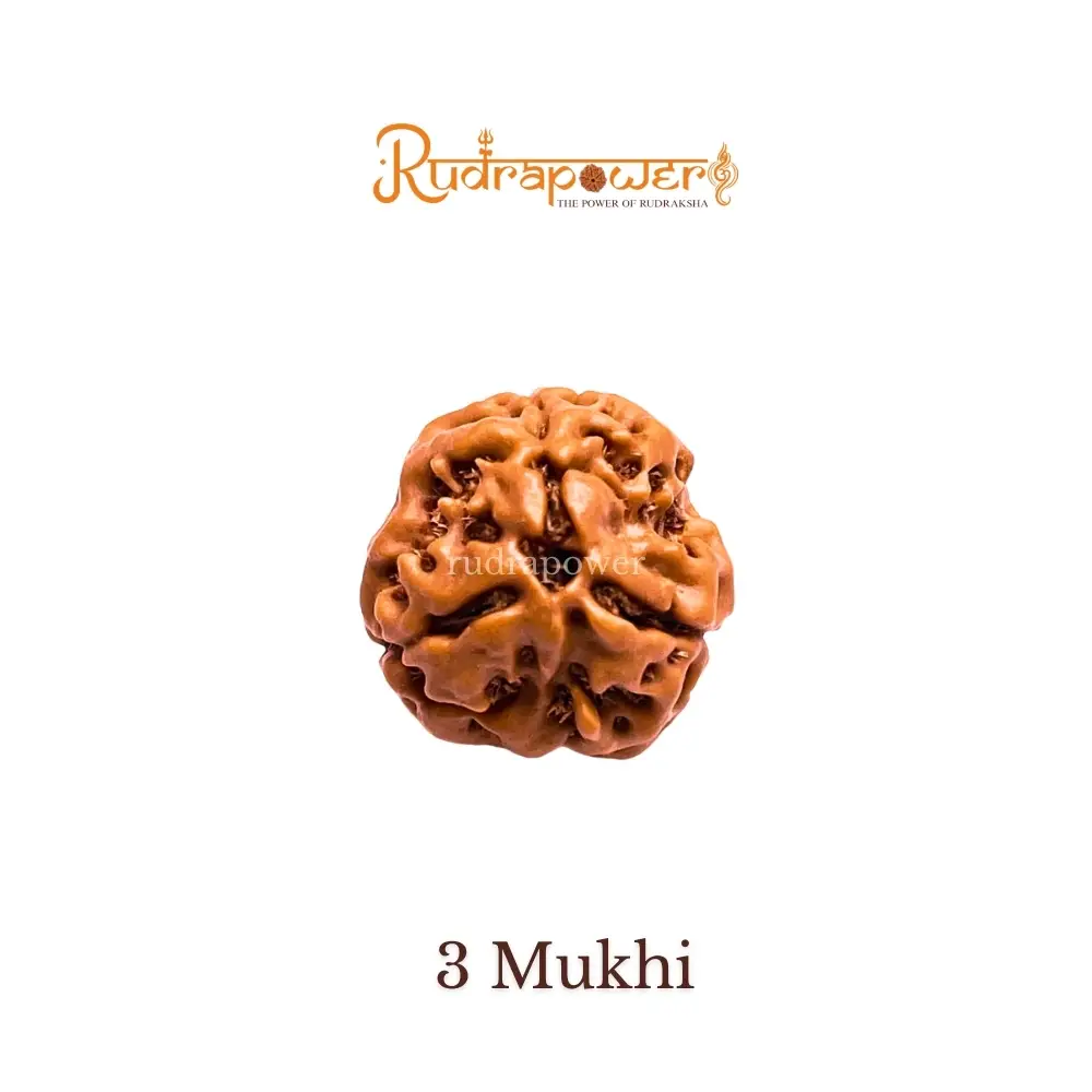 3 Mukhi Nepali Rudraksha