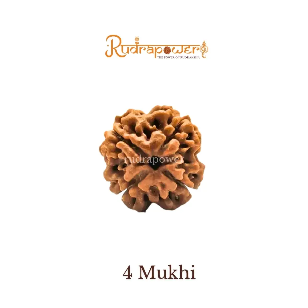 4 Mukhi Rudraksha