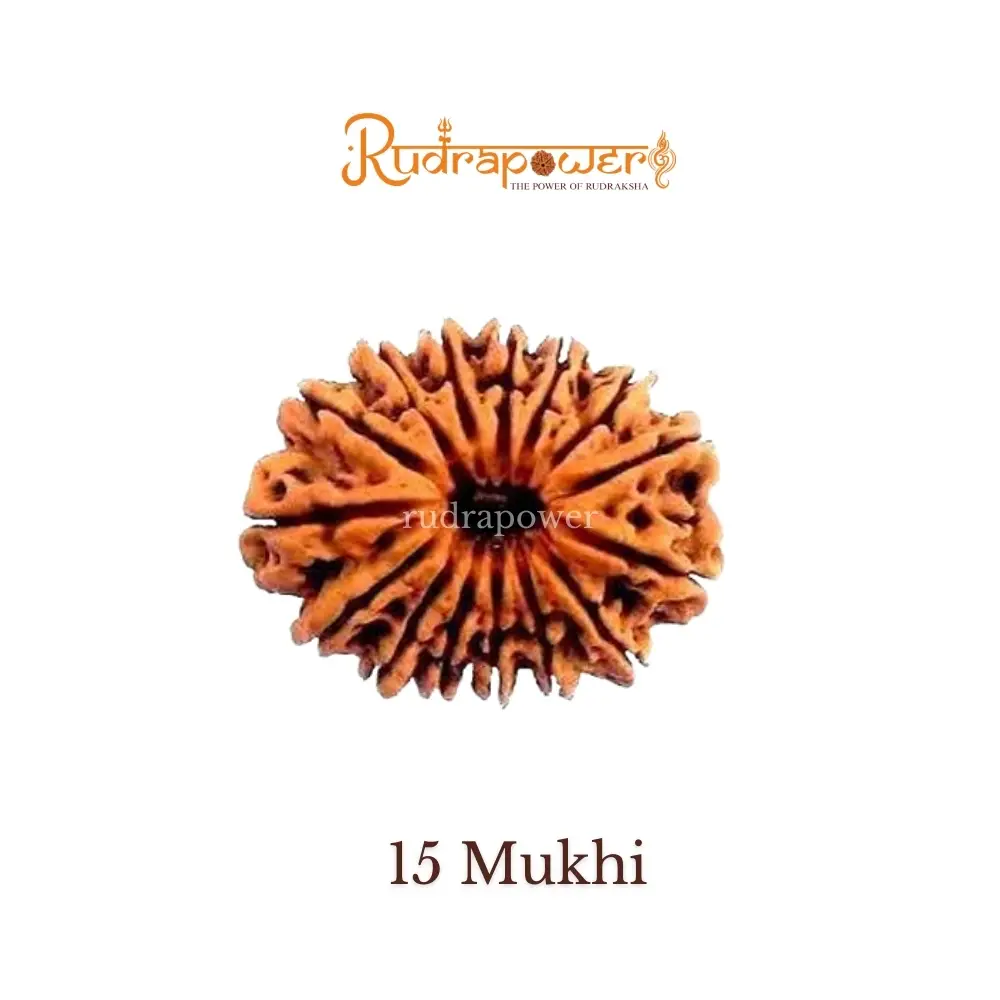 15 Mukhi Rudraksha