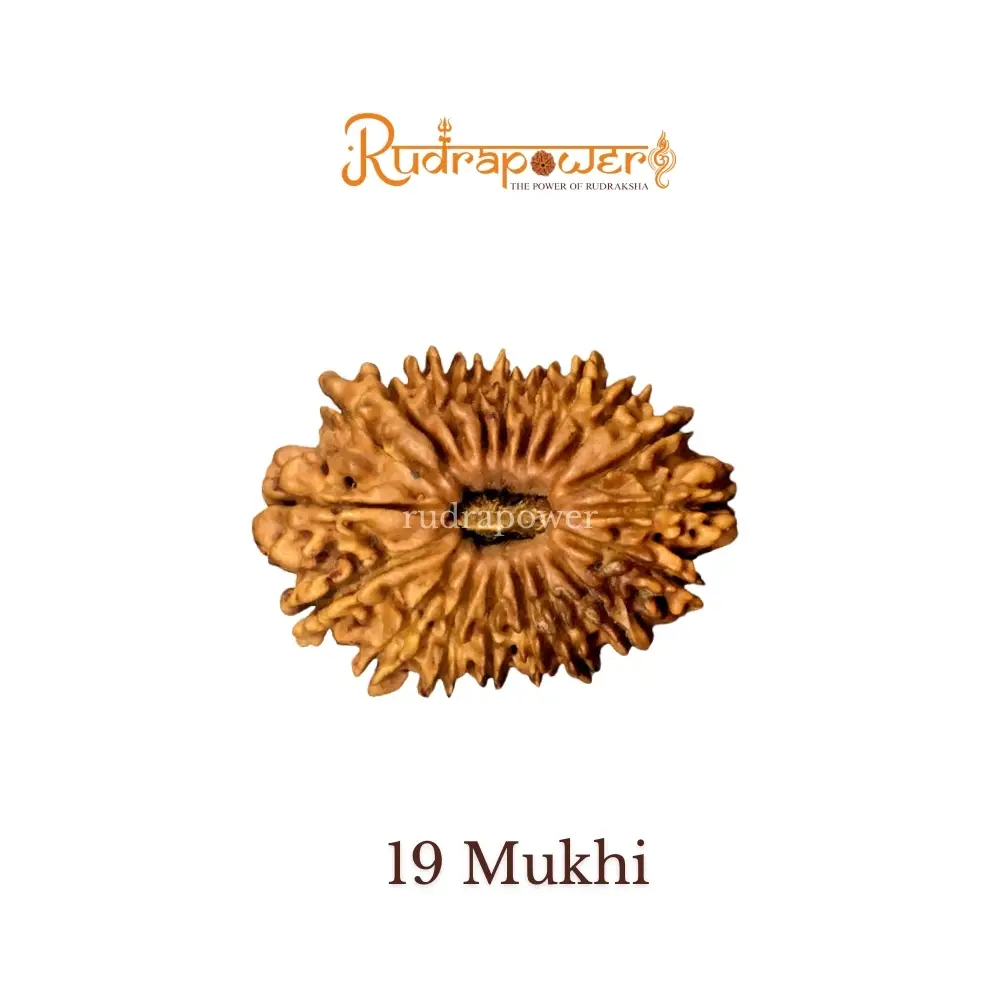 19 Mukhi Rudraksha