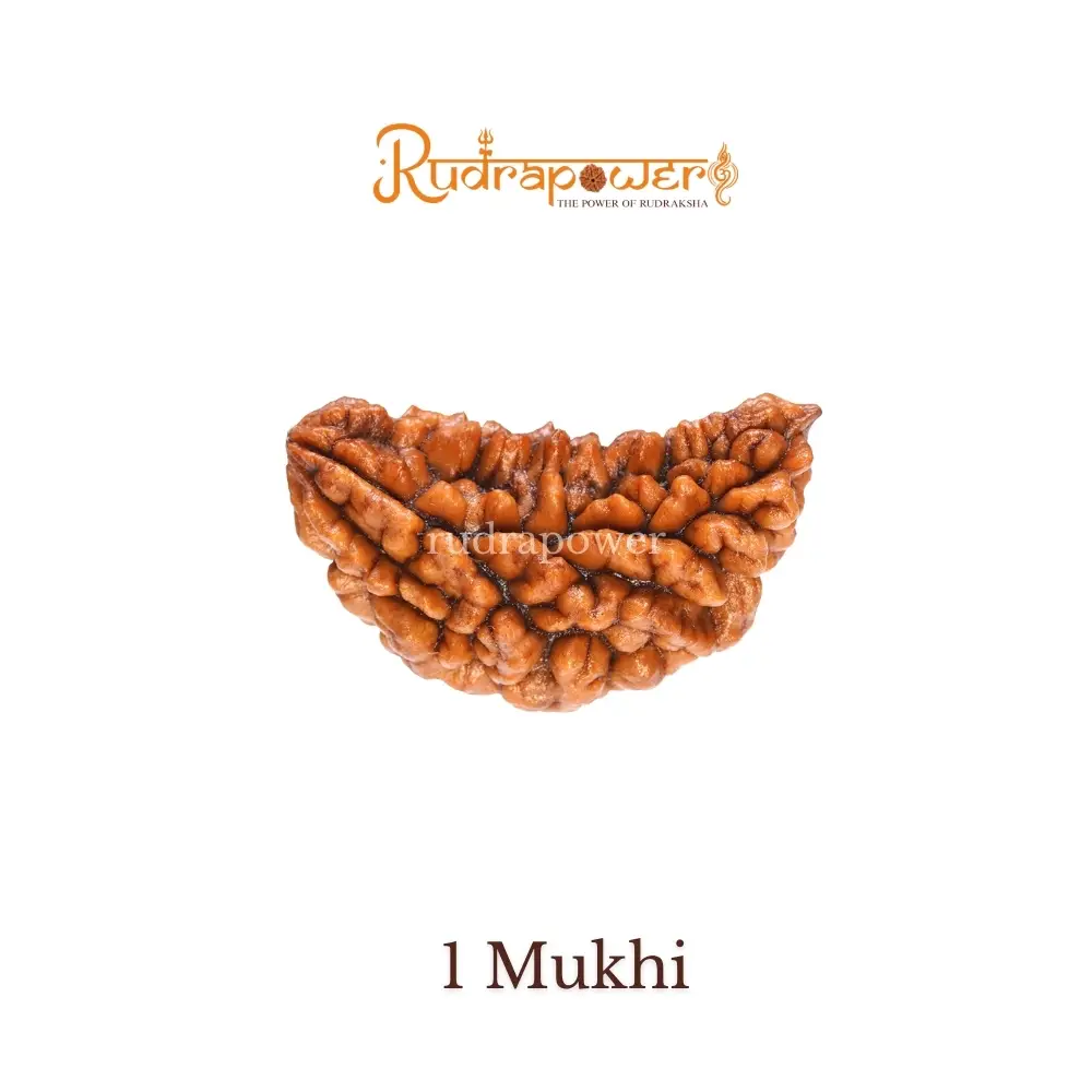 1 Mukhi Nepali Rudraksha