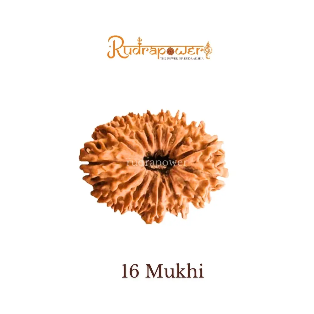 16 Mukhi Rudraksha