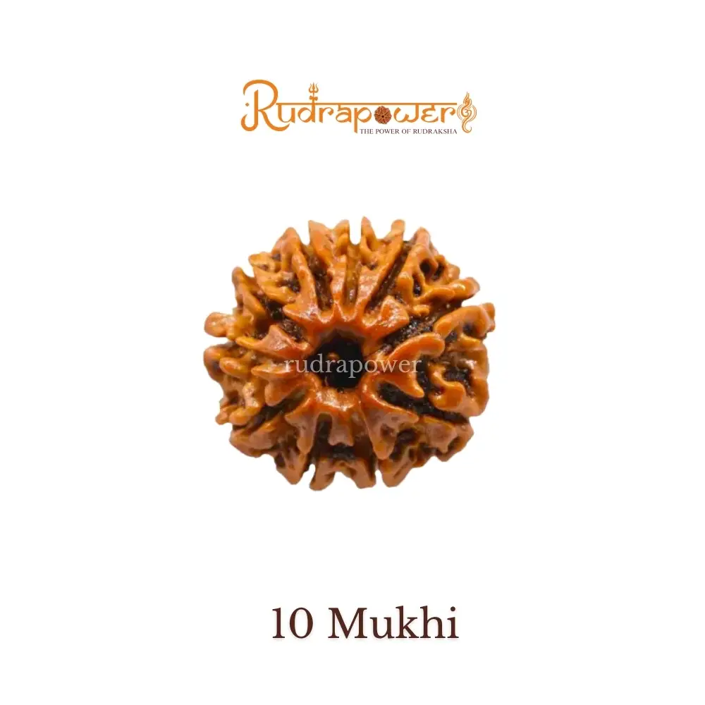 10 Mukhi Rudraksha