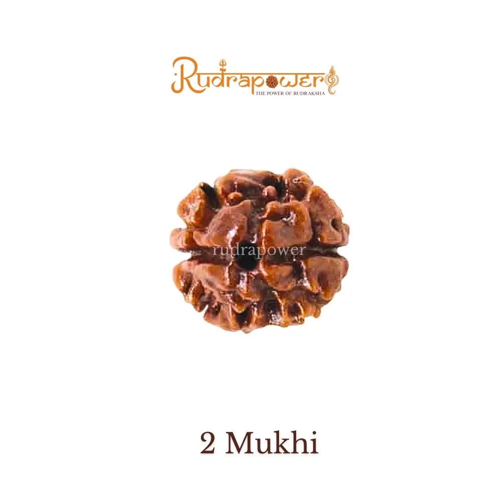 2 Mukhi Nepali Rudraksha