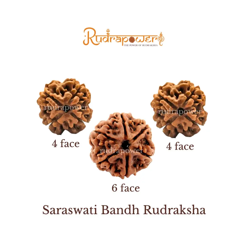 Saraswati Bandh Rudraksha
