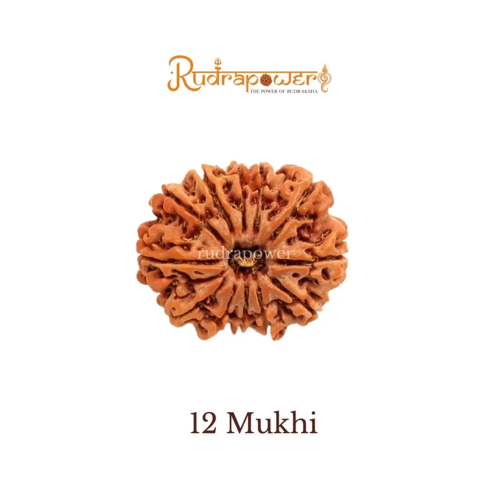12 Mukhi Rudraksha